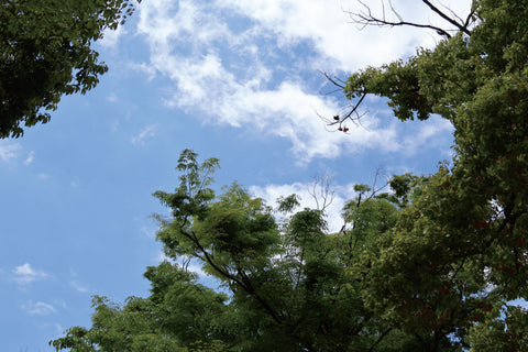 5月のオンラインストア営業に関するお知らせ